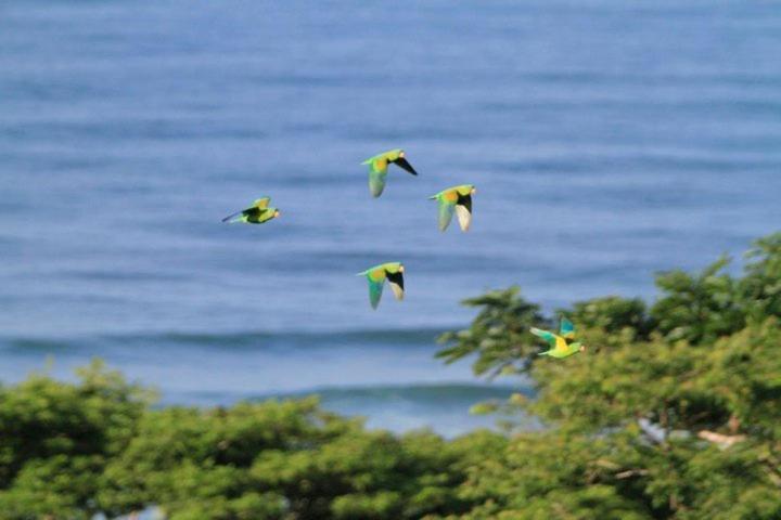 Santa Teresa Surf Vista Villas Playa Santa Teresa  外观 照片